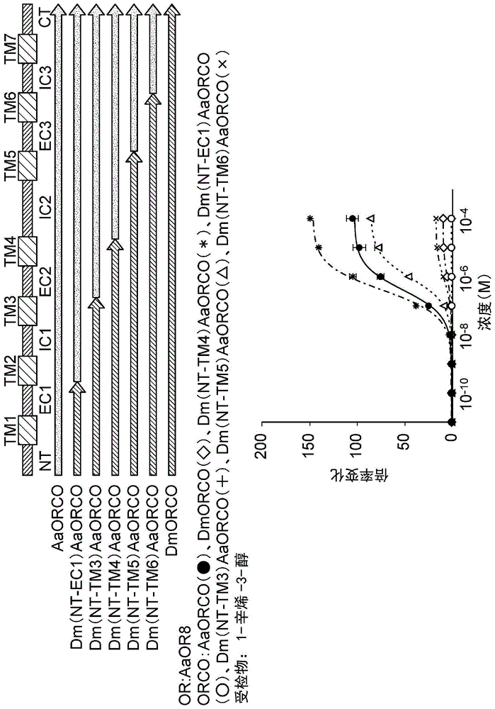 嗅觉受体共同受体的制作方法