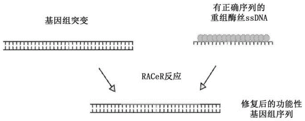 改进的基因编辑的制作方法