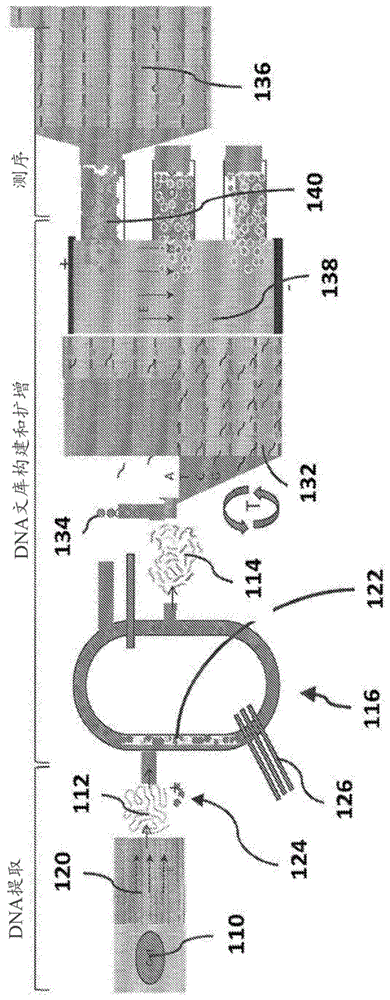 用于核酸测序的系统和方法与流程