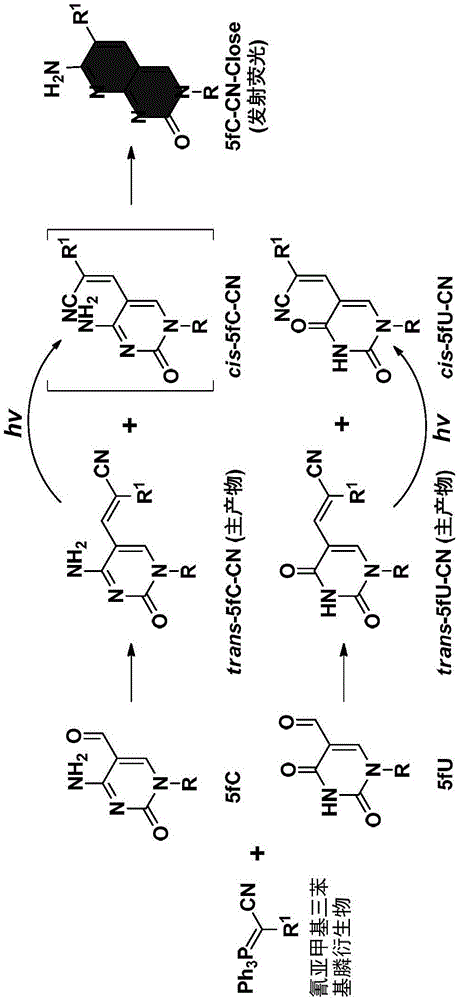 衍生醛基嘧啶的方法、检测5-醛基胞嘧啶的方法以及醛基嘧啶衍生物的应用与流程