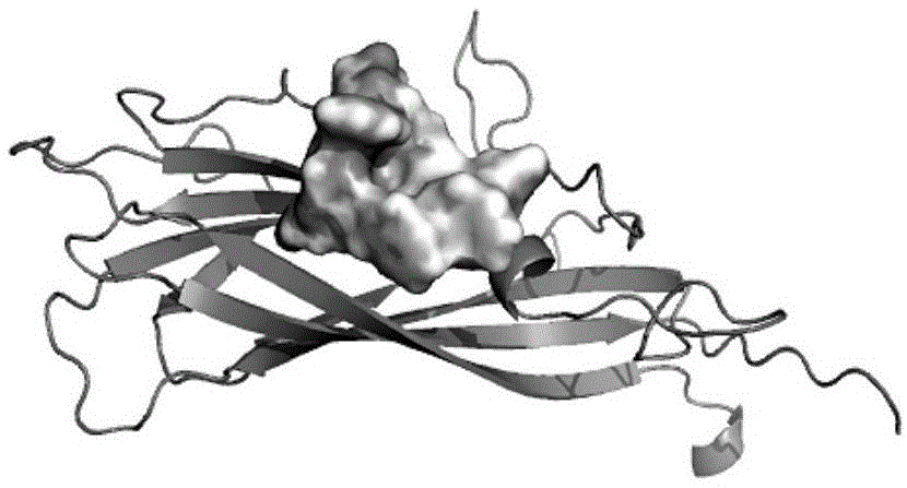 针对猪圆环病毒2型Cap蛋白的高亲和性多肽序列及其应用的制作方法