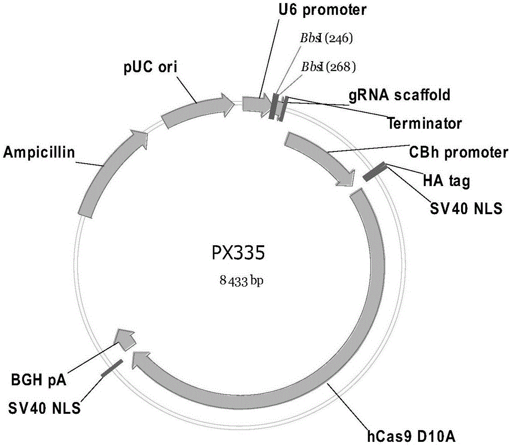 利用CRISPR-Cas9系统制得基因点突变动物模型胚胎的靶序列组、载体和方法与流程