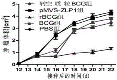 一种改造BZLF1和改造LMP1的融合基因及其应用的制作方法