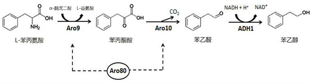 一种高产2-苯乙醇的酵母工程菌及其制备方法与应用与流程