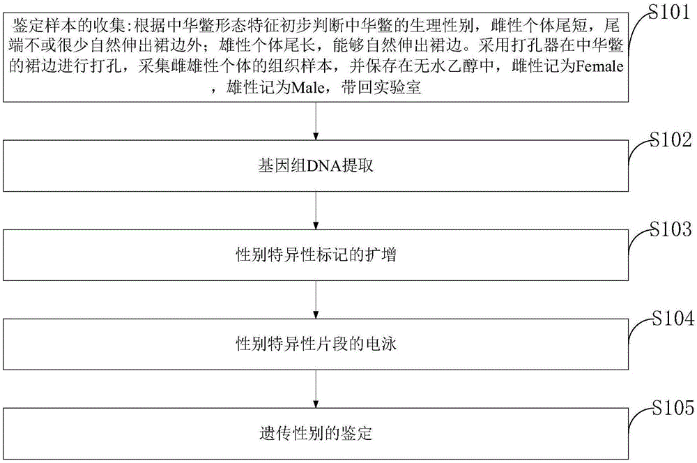 一种用于中华鳖遗传性别鉴定的分子标记及方法与流程