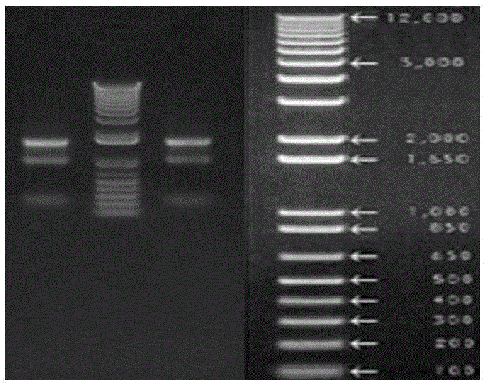 一种羊皮肤组织酵母cDNA文库及其构建方法与流程