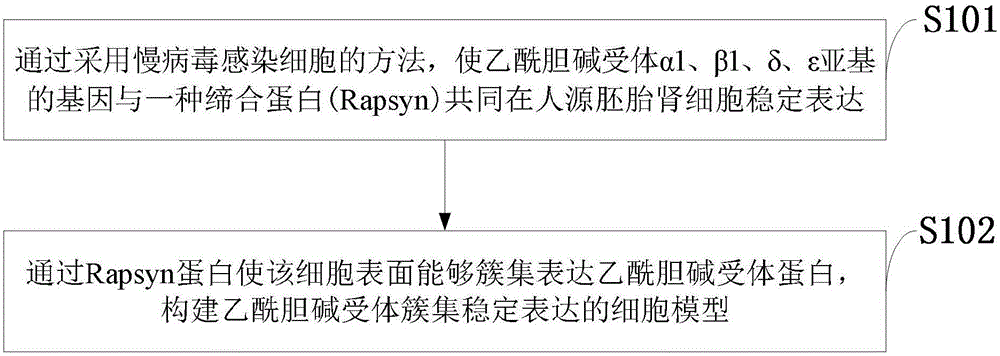 一种乙酰胆碱受体簇集稳定表达的细胞模型及应用方法与流程