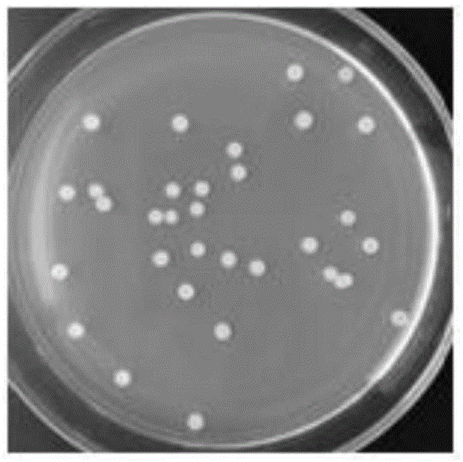 一株贝莱斯芽孢杆菌及其应用的制作方法