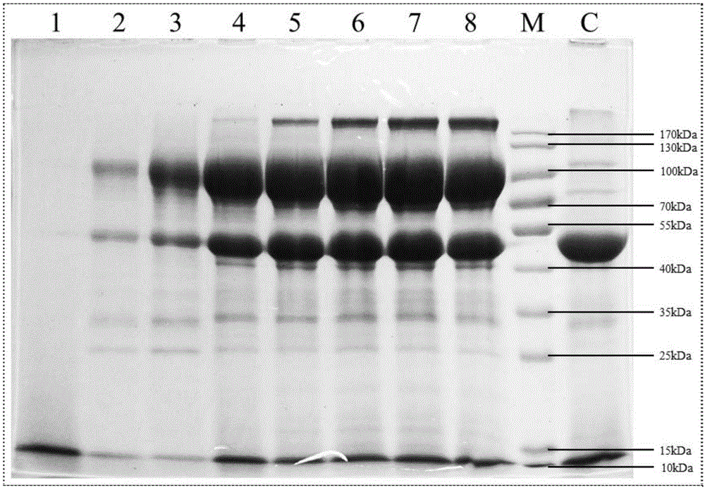 一种经优化的高温酸性海藻糖酶TreMT1及其编码基因与应用的制作方法