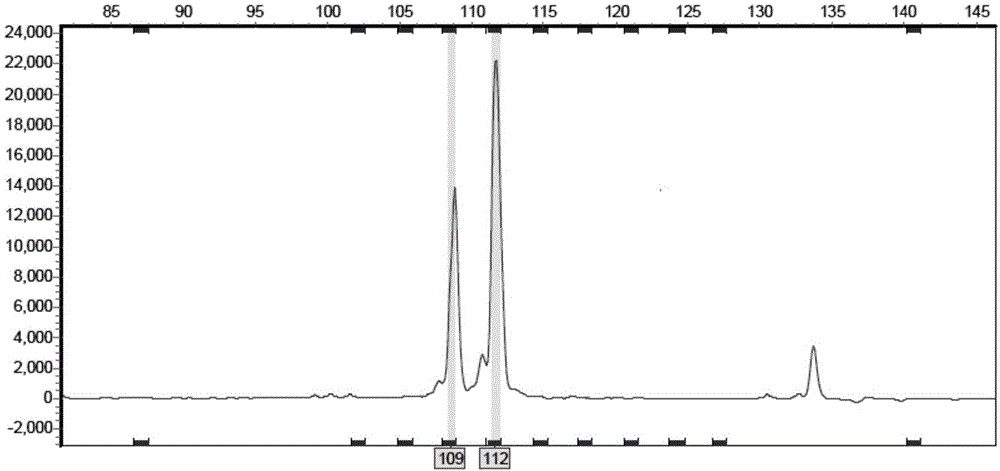 一种荧光SSR引物组合及其在构建白蜡新品种分子指纹图谱中的应用的制作方法