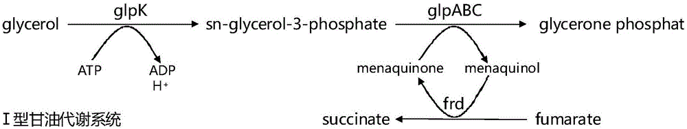 一株以甘油为底物生产丁二酸的重组菌及其构建方法与应用与流程