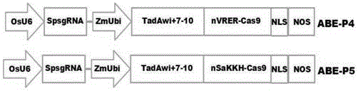 利用CRISPR/Cas9介导的腺嘌呤碱基编辑系统改良水稻稻瘟病广谱抗性的方法与流程