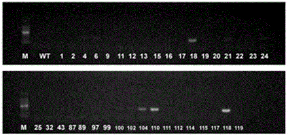 人源OAT1-MRP2-UGT2B7三重稳定转染细胞株及其构建方法与流程