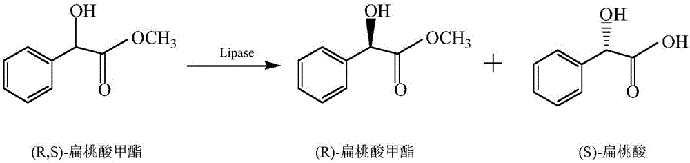 一种脂肪酶在拆分(R,S)-扁桃酸甲酯中的应用的制作方法