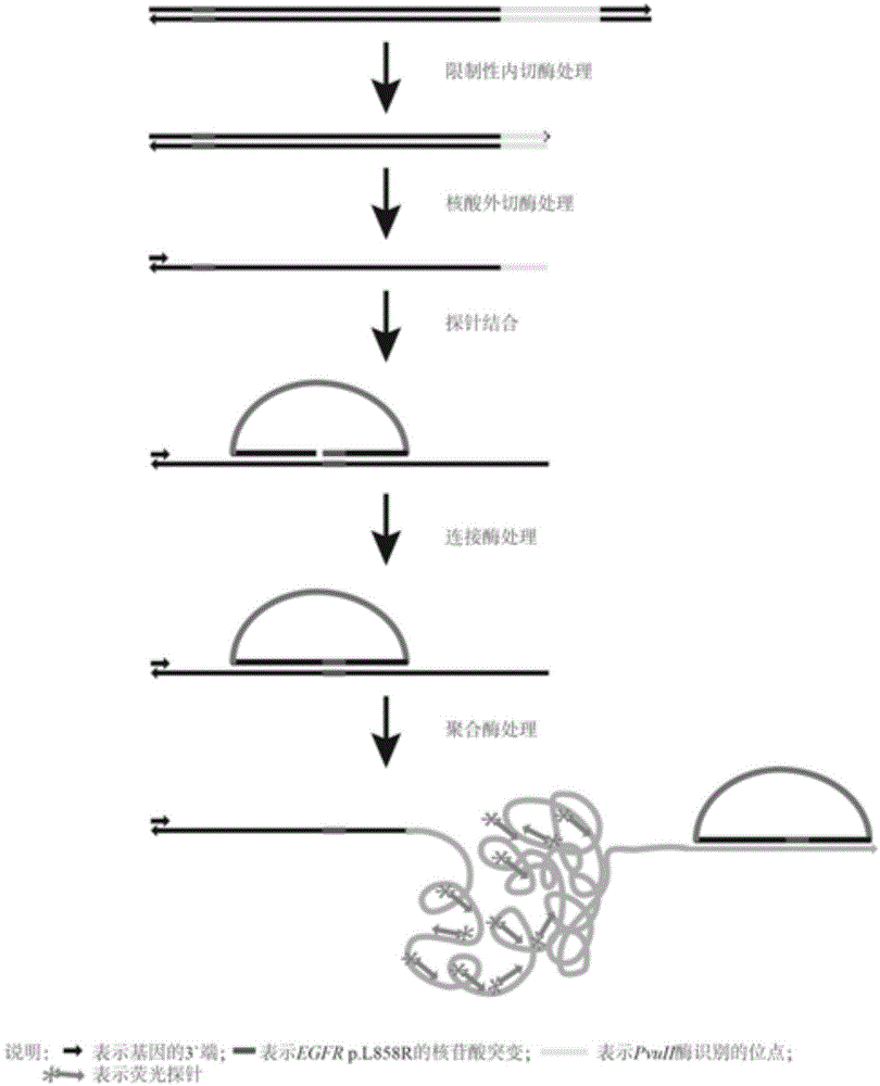 荧光原位检测人EGFR基因21号外显子p.L858R突变的方法及试剂盒与流程