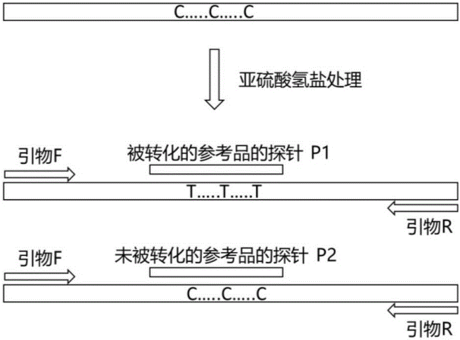 检测在DNA甲基化检测中亚硫酸氢盐处理DNA的转化效率的组合物的制作方法