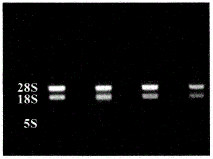 类风湿关节炎大鼠模型中CHRNA7基因生物信息分析的试验方法与流程