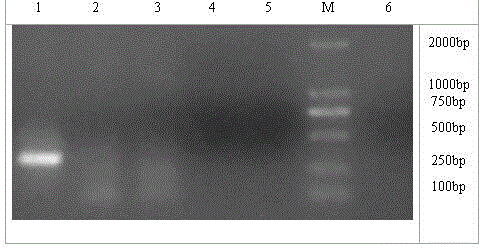 一种甲型肝炎病毒的负链RNA分子生物学检测方法及应用与流程