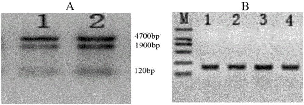 玉米Zm-APX基因分子标记、获得方法及在茎腐病防治中的应用与流程