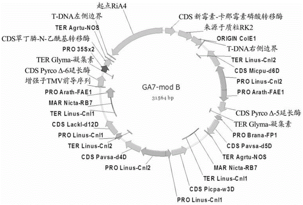 优良种事件油菜NS-B50027-4的制作方法