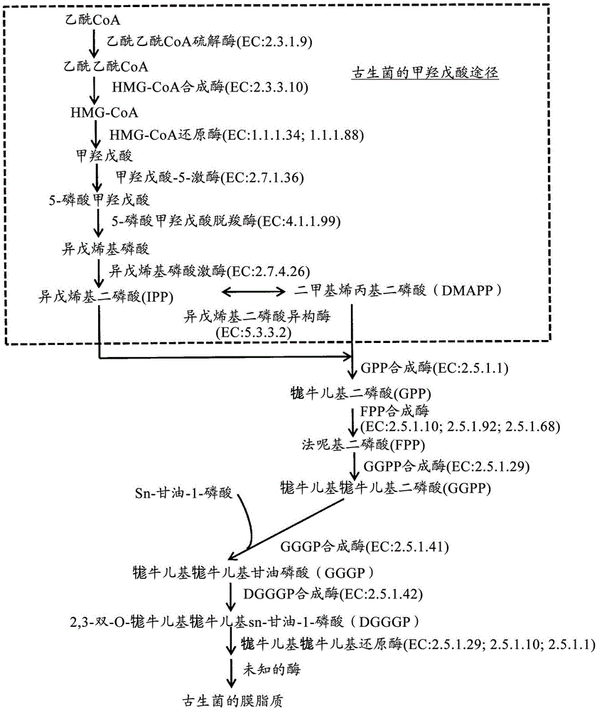 重组细胞、以及异戊二烯或萜的生产方法与流程