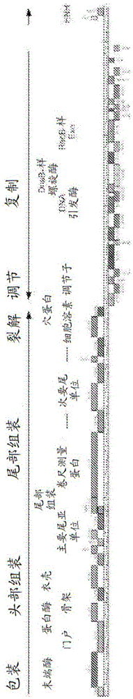 用于治疗痤疮的组合物和方法与流程