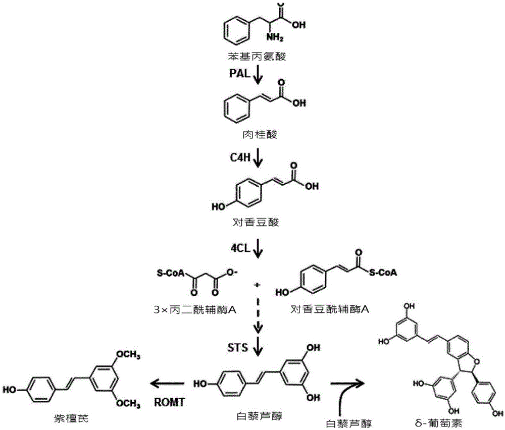 利用甜菊苷从葡萄藤的组织的细胞培养中大量生产葡萄素的方法与流程