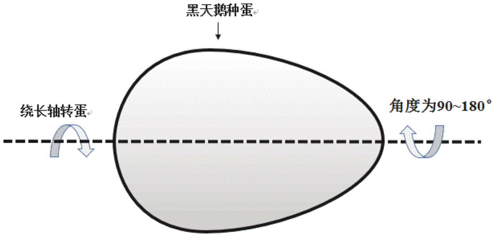 黑天鹅种蛋孵化方法与流程