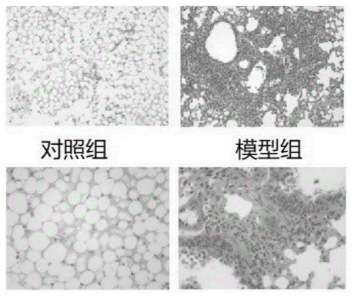 一种防霾清润茶及其制备方法和应用与流程