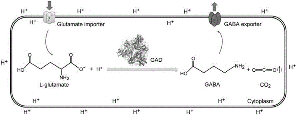 一种全细胞转化生产γ 氨基丁酸的方法与流程