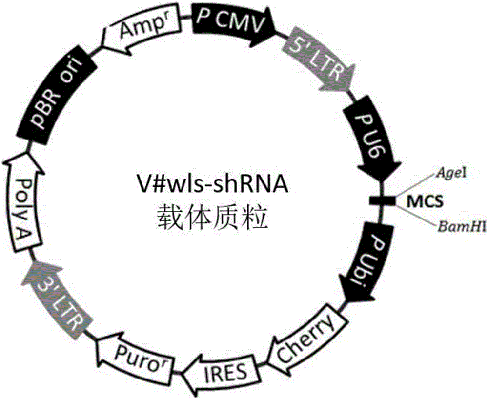 靶向wls基因RNA干扰重组慢病毒载体的构建方法与流程