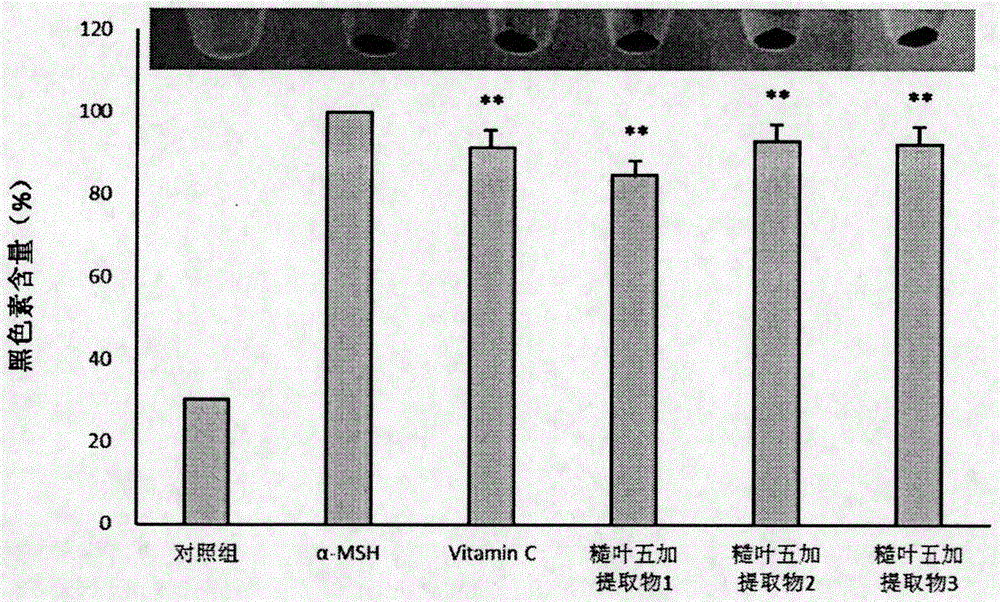 具有美白抗皱活性的糙叶五加提取物制备方法及在化妆品中的应用与流程