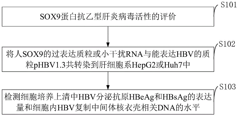 一种用于预防或治疗乙型肝炎病毒感染的药物及制备方法和应用与流程