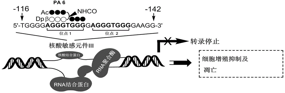 一种c-Myc基因表达抑制剂及其应用的制作方法