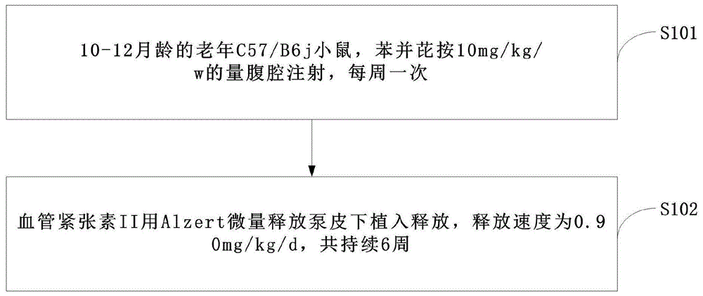 苯并芘腹腔注射联合血管紧张素Ⅱ小鼠腹主动脉瘤模型的制作方法