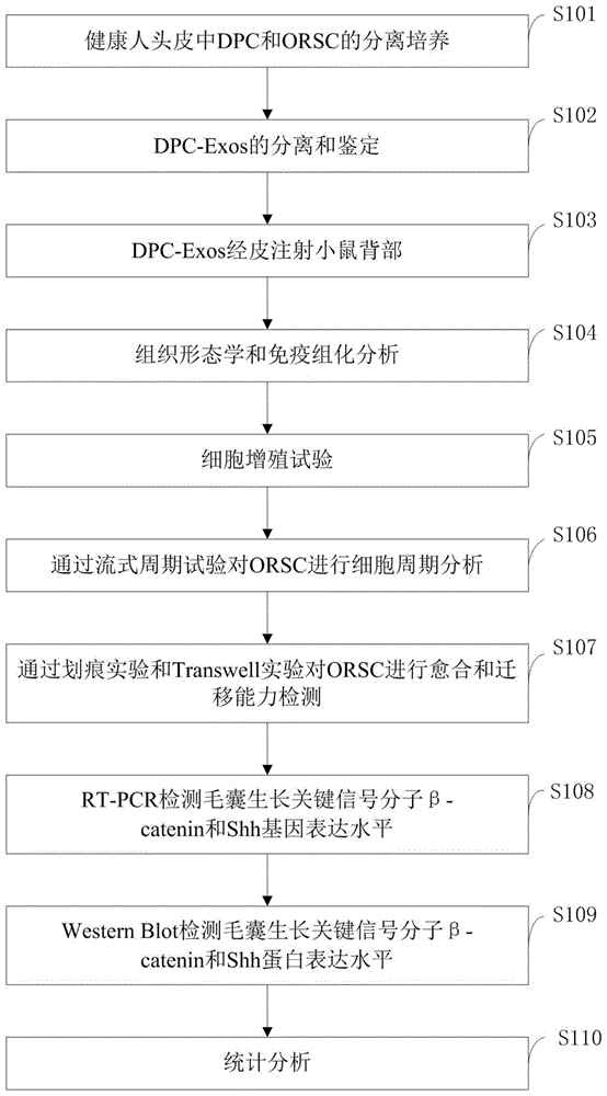 一种人毛囊毛乳头细胞来源的外泌体提取方法与流程