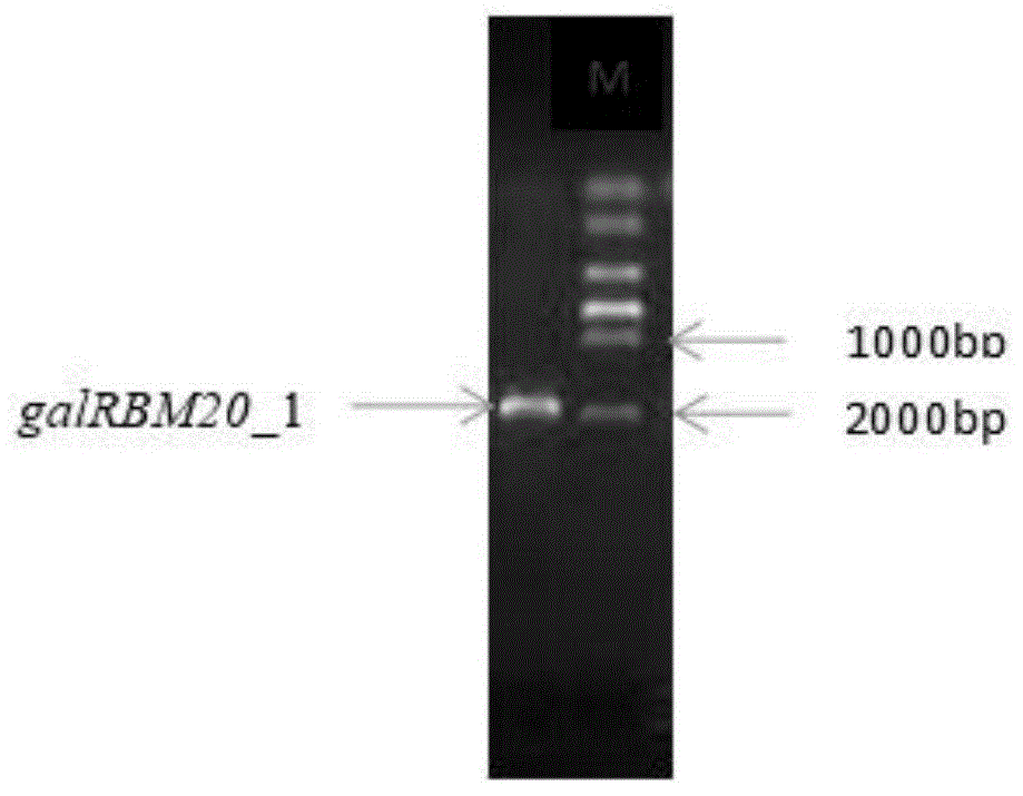 一种β-半乳糖苷酶galRBM20_1及其制备方法和应用与流程