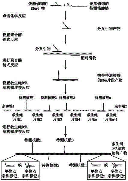 基于单分子力谱探测核酸末端结构的方法与流程