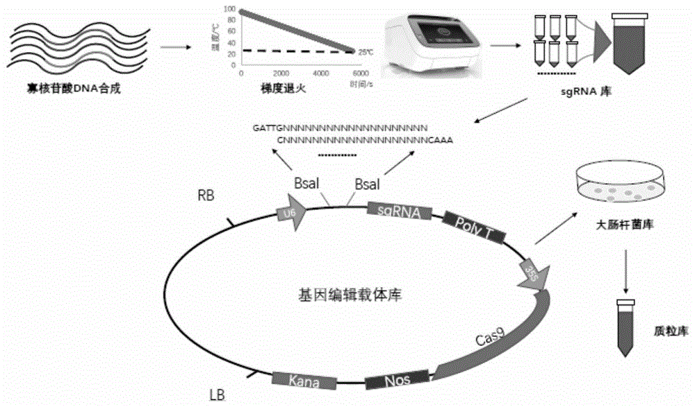 一种快速构建CRISPR/Cas9基因编辑载体库的方法与流程