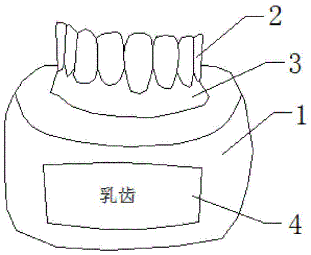 一种羊牙齿磨损随年龄变化的教学模具的制作方法