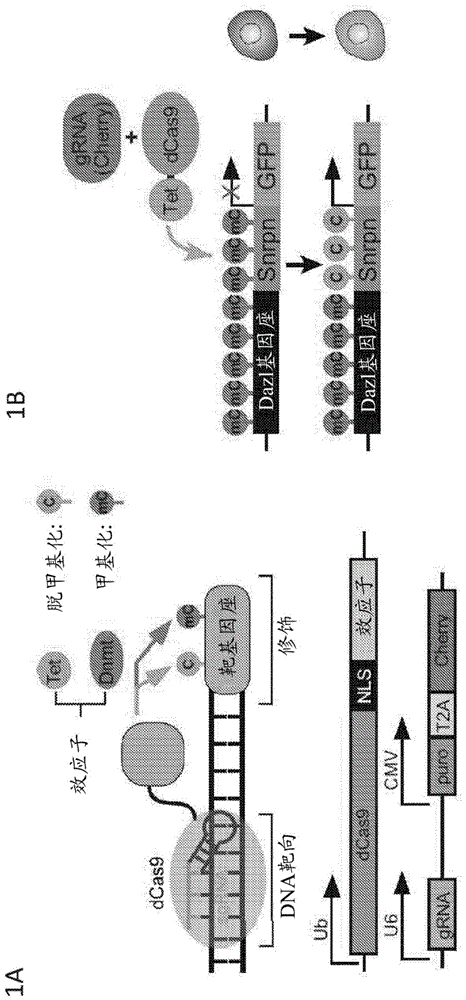 编辑DNA甲基化的方法与流程