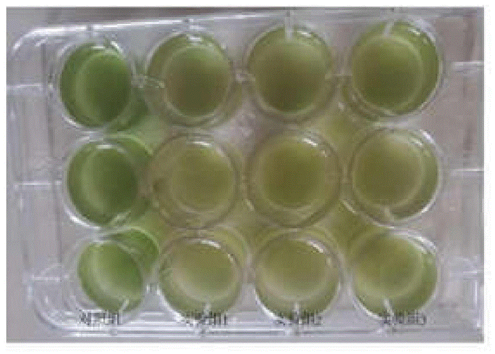 一种产电溶藻海洋细菌及其应用的制作方法