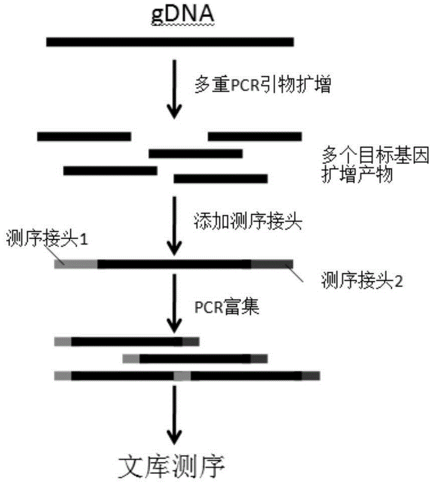 一种用于检测骨髓衰竭综合征的基因组合、引物库、构建高通量测序文库的方法及其应用与流程