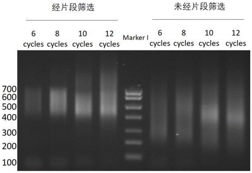 一种适用于Hi-C的小片段DNA文库构建方法与流程