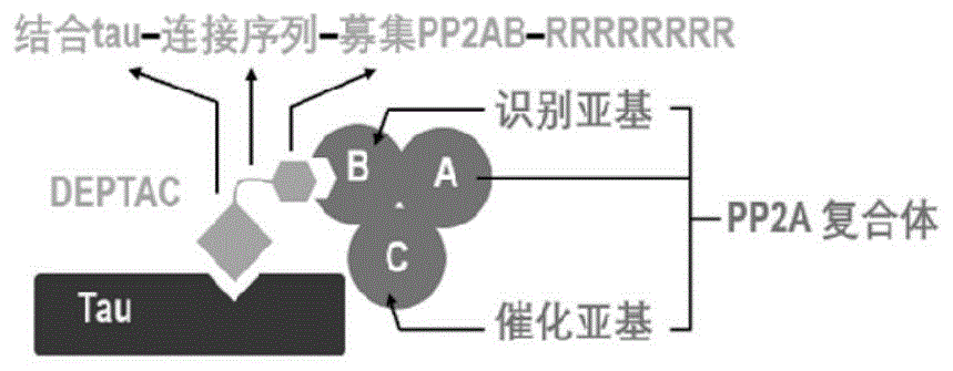 促进tau蛋白去磷酸化的嵌合体及其编码基因以及它们的应用的制作方法