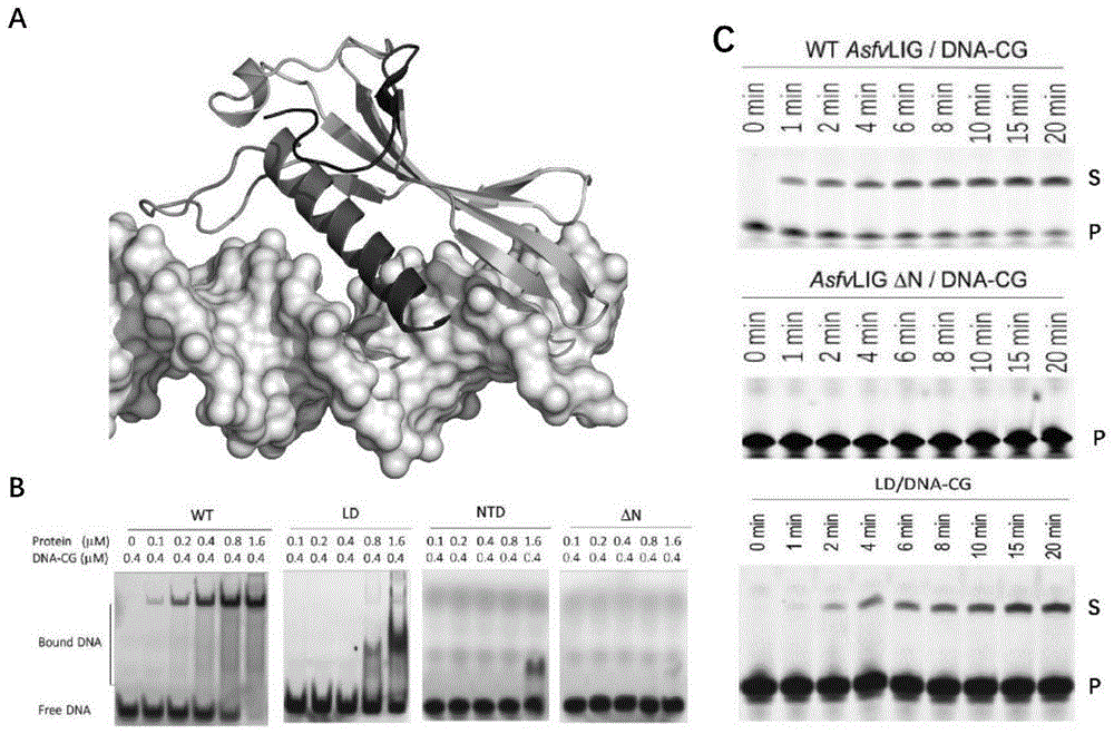 非洲猪流感病毒DNA连接酶的晶体及其制备方法和应用与流程