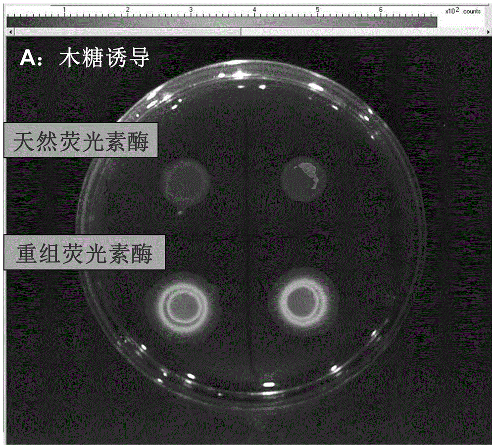 重组Gaussia荧光素酶的制作方法