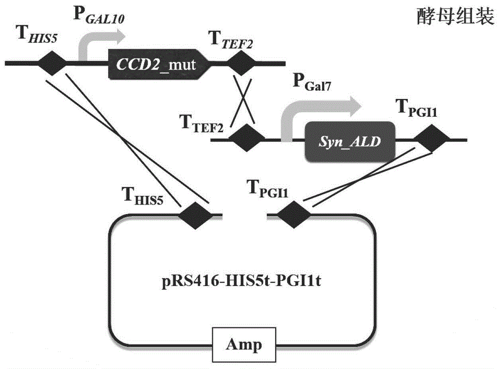 一种藏红花来源的CCD2突变体及其编码序列和应用以及生产藏红花酸的重组酵母菌株的制作方法