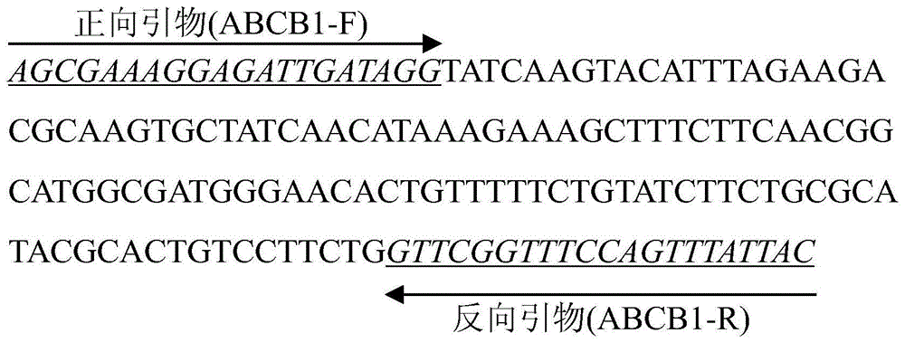 基于ABCB1基因的小菜蛾对Bt杀虫蛋白Cry1Ac抗性的检测方法及其试剂盒与流程