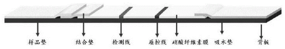 一种食品中鹅源成分快速检测试剂盒及其应用的制作方法